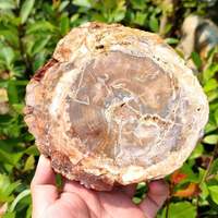 Meistverkaufte Rohe Kristalle Heilsteine Roher Stein Versteinertes Holz Platte zur Dekoration