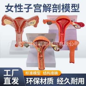 Modelo de órganos reproductores femeninos, modelo de útero privado, material didáctico, modelo ginecológico de ovarios - Product Image 4