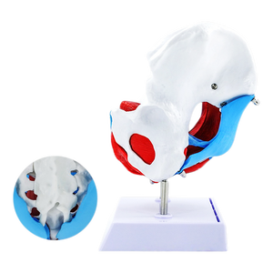 Modelo Anatómico de Pelvis Femenina <span class=keywords><strong>y</strong></span> Músculos del Suelo Pélvico, Estructura Pélvica Humana - Product Image 2