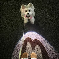 LED-Hundehalsband mit Leine, Schnellverschluss, Herz-Projektionslicht, Beleuchtetes Nachtlaufband, Anti-Verlust Sicherheits-Visibilitäts-Beleuchtung