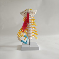 Modelo Avanzado de Vértebras Cervicales a Escala Real con Músculos, Nervios, Hueso Occipital y Tallo Cerebral