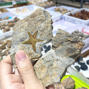 Bán Buôn Tự Nhiên Sao Biển Hóa Thạch Chữa Bệnh Đá Hóa Thạch Thô Nguyên Mẫu Cho Bộ Sưu Tập Trang Trí - Product Image 6