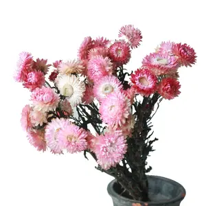 Wholesale Flora Gift Decoration Dry Flower Bouquet Dry Grass Decor Flower dried Chrysanthemum