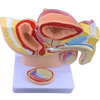 Humain 1:2 Mâle Pelvien Sagittal Section Testiculaire Prostate Vessie Rectale Système Urinaire Modèle Modèle Anatomie Reproductive