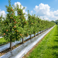 Chinese leverancier levert Bosu merk anti-UV PE mulchfolie voor maïs, fruit & groente teelt met 5 jaar garantie en snijservice.