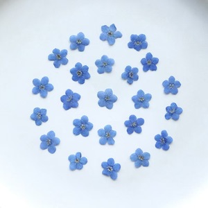 <span class=keywords><strong>Fleurs</strong></span> séchées naturelles pressées, 12 pièces/sac, Myosotis Sylvatica (Oubli-moi-pas), écologiques, pour artisanat des ongles et marque-pages faits main - Product Image 2