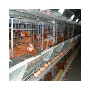 Cage d'élevage de volaille de couche pour 20000 entièrement automatique