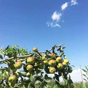 Hot Sale Farm <strong>Fruit</strong> Crispy Taste Juicy Fresh Dongzao Jujuha Dates Winter <strong>Jujube</strong> - Product Image 5
