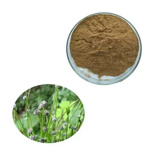 100% Natural Sphaeranthus Indicus Flower Head Extract Bulk Powder
