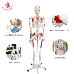 Recursos de enseñanza Cuerpo entero Impreso a mano Músculo Punto de inicio y finalización 180cm Modelo de <span class=keywords><strong>esqueleto</strong></span> de Anatomía Humana - Product Image 6