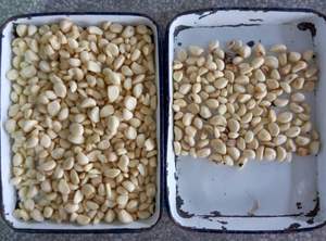 Máquina clasificadora óptica para habas, café fresco, almendras, nueces, chips de ajo, clasificador de forma de cámara de visión - Product Image 6