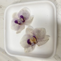 Fleurs d'orchidées Phalaenopsis naturelles préservées, fleurs séchées au toucher réel pour la décoration de la maison, centre de table de mariage et cadeau longue durée
