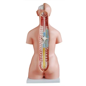 Maniquí de medio <span class=keywords><strong>cuerpo</strong></span> <span class=keywords><strong>humano</strong></span> con órganos internos, modelo de anatomía biológica - Product Image 6