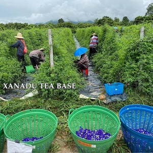 ผงชาเขียวธรรมชาติเกรดพรีเมี่ยมจากประเทศไทยดอกไม้มัทฉะผีเสื้อผงเครื่องดื่มชาเพื่อสุขภาพเลือกได้ตามต้องการ - Product Image 5