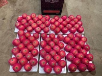 Vente chaude de Chine Pommes Gala fraîches biologiques/Pomme rouge/Pomme Fuji Prix
