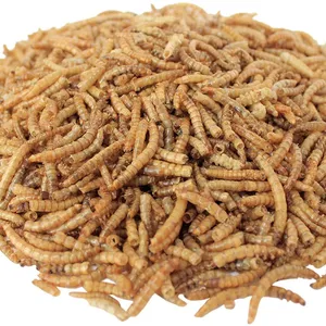 Mealworm-comida de gusano para mascotas, grillo de mealworm, comida para mascotas