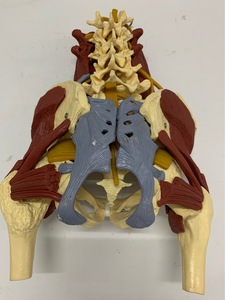 Thoát vị đĩa thắt lưng mô hình với cơ bắp và xương chậu bệnh lý cột sống demo cho các bác sĩ, bệnh nhân và các trường y tế - Product Image 6