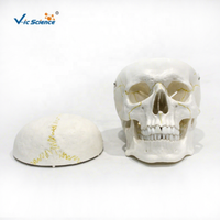 Modèle de crâne humain en PVC, modèle de crâne anatomique réaliste pour l'enseignement médical, mannequin, modèle de crâne de forme personnalisée, crâne d'adulte