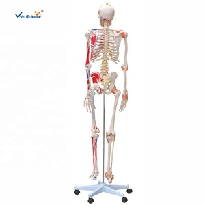 Scheletro artificiale umano a grandezza naturale scheletro medico flessibile di scienza medica - Product Image 2