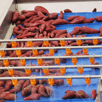 Industriële aardappelwas- en drooglijn, fruit- en zoete aardappelborstelwasinstallatie, borstelwasser voor wortelgroenten
