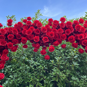 Decorazione all'ingrosso di fiori artificiali personalizzati in fabbrica rosa a forma di cuore arco di fiori per decorazione di sfondo di nozze - Product Image 5