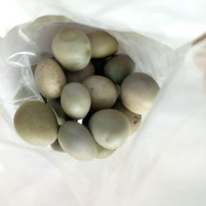 Yun shi <span class=keywords><strong>เมล็ด</strong></span><span class=keywords><strong>หนาม</strong></span>ป่า mysore ธรรมชาติ<span class=keywords><strong>เมล็ด</strong></span>แห้ง Caesalpinia decapetala สําหรับสมุนไพร - Product Image 6