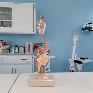 Modello del Sistema Digestivo Umano a Grandezza Naturale Modello Anatomico degli Organi Umani - Product Image 1