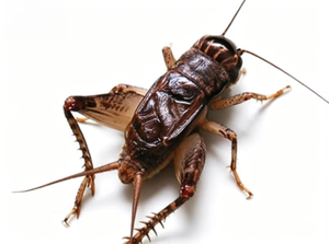 Poudre de protéines GRYLLUS BIMACULATUS de haute qualité, partiellement dégraissée, mélange alimentaire/boisson à base d'<span class=keywords><strong>insectes</strong></span> <span class=keywords><strong>comestibles</strong></span> thaïlandais, pour adultes, en sachet - Product Image 4