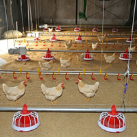 Système d'alimentation automatique et ligne d'abreuvement à pression constante, équipement complet pour élevage de poulets