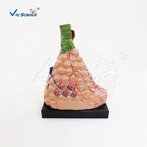 教具人間モデル拡大肺肺肺モデル肺解剖モデル解剖学的解剖学的モデル解剖学教育 - Product Image 6