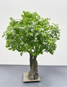 Albero <span class=keywords><strong>di</strong></span> Banyan artificiale melone e castagno al coperto all'aperto centro commerciale Hotel simulazione albero giardino decorazione <span class=keywords><strong>di</strong></span> nozze - Product Image 4