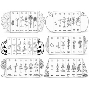 Activité sur le cycle <span class=keywords><strong>de</strong></span> vie des plantes pour enfants : Kit <span class=keywords><strong>de</strong></span> coloriage pliable en accordéon sur le parcours <span class=keywords><strong>de</strong></span> croissance des plantes, <span class=keywords><strong>de</strong></span> la <span class=keywords><strong>graine</strong></span> à la floraison - Product Image 1