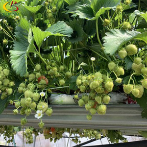 Cocopeat <span class=keywords><strong>gouttière</strong></span> de fraises en pleine croissance culture <span class=keywords><strong>gouttière</strong></span> - Product Image 6