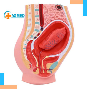 Modelo <span class=keywords><strong>de</strong></span> Desmembramiento <span class=keywords><strong>de</strong></span> Placenta, Sistema Reproductivo Femenino, Útero, Ovarios, Anatomía Pélvica, <span class=keywords><strong>Obstetricia</strong></span> <span class=keywords><strong>y</strong></span> Ginecología, Enseñanza Médica - Product Image 1