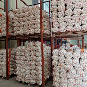 Ail Jin Xiang, Exportador de Ajo Fresco, Ajo Fresco a Gran Escala, Venta al por Mayor en China para Plantas de Procesamiento de Ajo - Product Image 5
