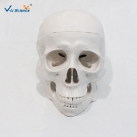 Modelo de Cráneo Desmontable de 3 Piezas que Muestra la Estructura Craneal Interna para la Enseñanza Médica y de Biología CE/ISO/ROHS/CNAS