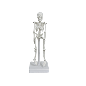 BMN/L013 Mannequin révélant la composition et la morphologie <span class=keywords><strong>du</strong></span> <span class=keywords><strong>squelette</strong></span> <span class=keywords><strong>du</strong></span> <span class=keywords><strong>corps</strong></span> masculin - Product Image 1