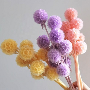 Flor Seca Popular de Fábrica, <span class=keywords><strong>Scabiosa</strong></span> Natural Preservada para Decoración del Hogar - Product Image 3