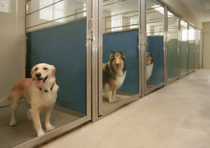 Enclos pour chien <span class=keywords><strong>complet</strong></span> RUN KENNEL 3'X4' W/3'X5' W/3'X6' W/3'X8' W avec quincaillerie en acier inoxydable et système de bol pour chien pivotant - Product Image 4