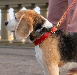 Juego de correa de cuello de Mascota de cuero PU vegano ajustable estilo de lujo con logotipo personalizado collares suaves impermeables duraderos para gatos pequeños - Product Image 3