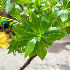 Nouveau style artificiel <span class=keywords><strong>Pieris</strong></span> <span class=keywords><strong>japonica</strong></span> bois véritable naturel faux arbre vert intérieur soie feuilles fausses plantes japonais andromède arbre - Product Image 3
