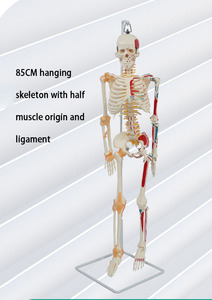 Sciedu <span class=keywords><strong>Skeleton</strong></span> mô hình y tế 85cm mềm treo <span class=keywords><strong>Skeleton</strong></span> với một nửa cơ bắp bắt đầu và kết thúc và dây chằng mô hình cơ thể con người - Product Image 3