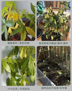 Líquido Reactivador para Plantas y Flores, para el Amarillamiento y Caída <span class=keywords><strong>de</strong></span> Hojas <span class=keywords><strong>en</strong></span> Plantas Monocotiledónicas, <span class=keywords><strong>en</strong></span> Oferta <span class=keywords><strong>en</strong></span> <span class=keywords><strong>Amazon</strong></span> - Product Image 5