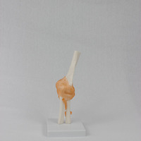 Articulation du coude humain avec ligaments, taille réelle, flexible, avec base pour l'affichage et l'interaction, CE/ISO