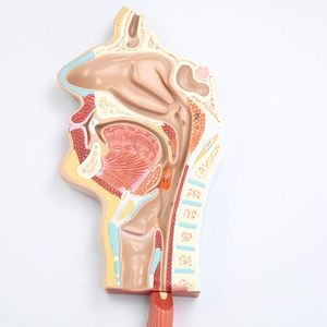 Modelo de sistema digestivo anatómico biológico humano realista KyrenMed desde la cavidad nasal oral hasta el hígado estómago intestino grueso - Product Image 2