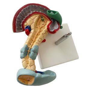 Fabriek Menselijke Milt Model Viscerale Alvleesklierfunctie Alvleesklier Milt Lever Galblaas Duodenum Model <span class=keywords><strong>Pancreas</strong></span> Model - Product Image 2