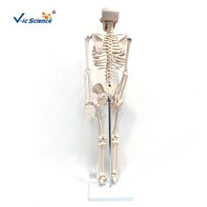 Modelo de <span class=keywords><strong>Esqueleto</strong></span> Humano de 85 cm a Medio Cuerpo, 200 Huesos, Articulado de PVC, para Enseñanza Médica, con Certificaciones CE, ISO, ROHS y CNAS - Product Image 3