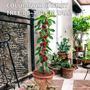 Arbre <span class=keywords><strong>fruitier</strong></span> colonnaire durable Cerise - Hauteur 80/100 cm - Pour pots et plantation au sol - Pour balcons, terrasses, petits jardins - Product Image 2