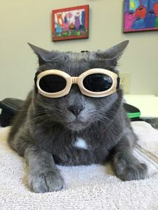 10w 20w 30w Kelas 4 perangkat terapi Laser, perangkat terapi Laser penghilang rasa sakit Kelas IV 980nm 1064nm - Product Image 5