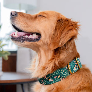 Conjunto de Correa y <span class=keywords><strong>Collar</strong></span> para mascotas ajustable de nailon de poliéster suave con patrón de flores INS OEM ODM Fábrica de fabricantes de productos para mascotas - Product Image 2